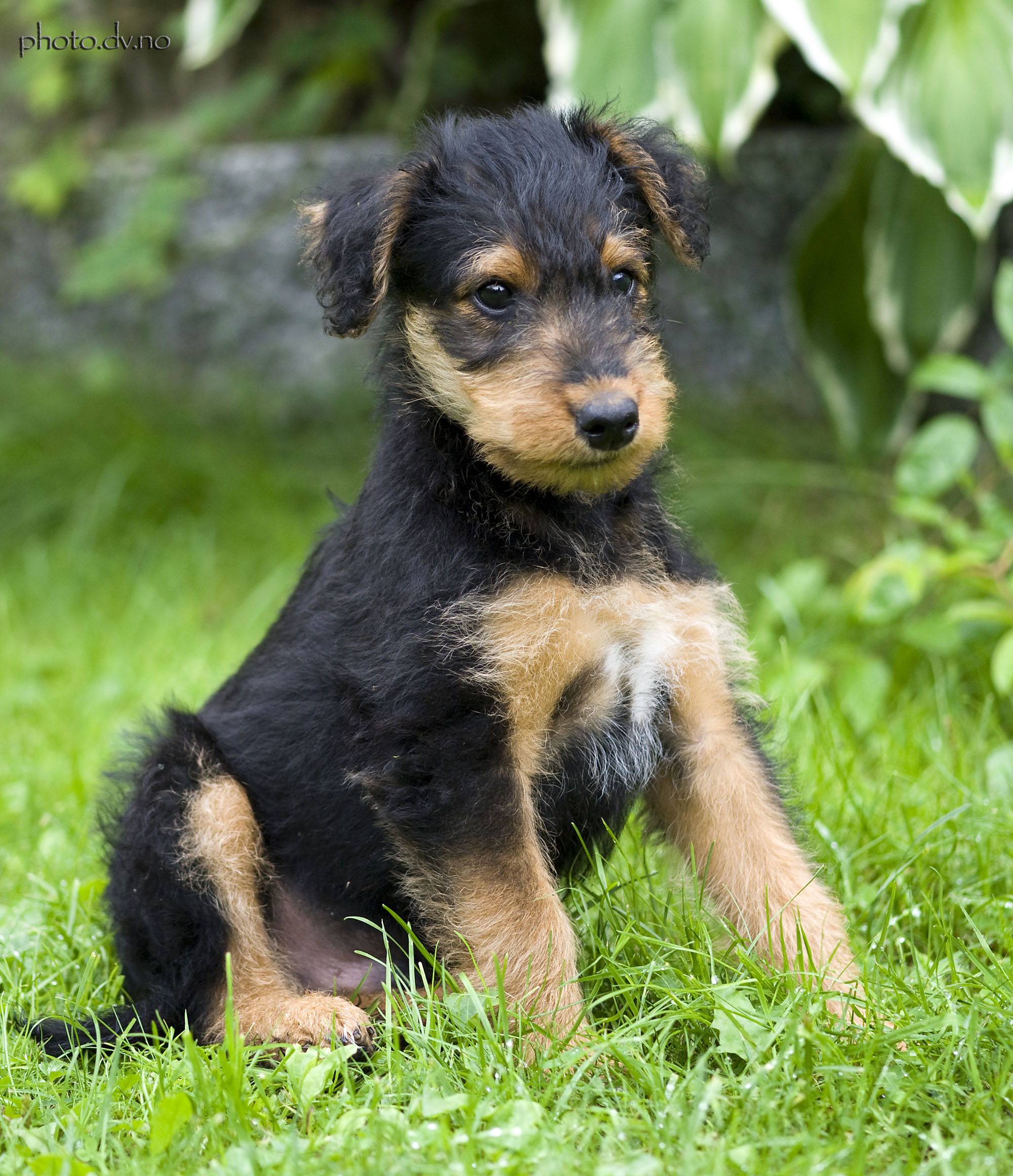 Airedale Terrier – ett år med vår hund